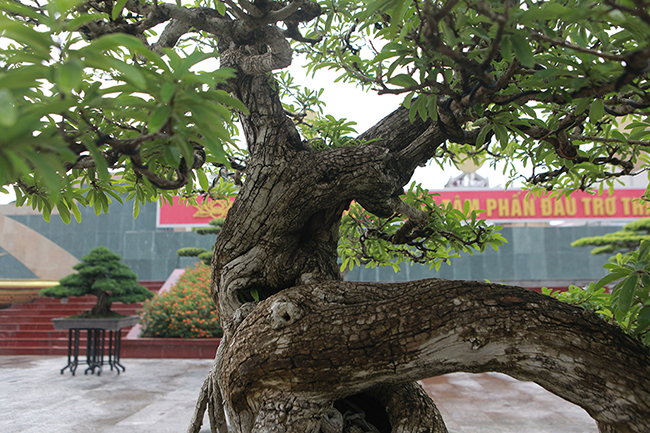 cay man rung 50 tuoi than nut nhu da ca sau gia hon 1 ty hinh anh 13