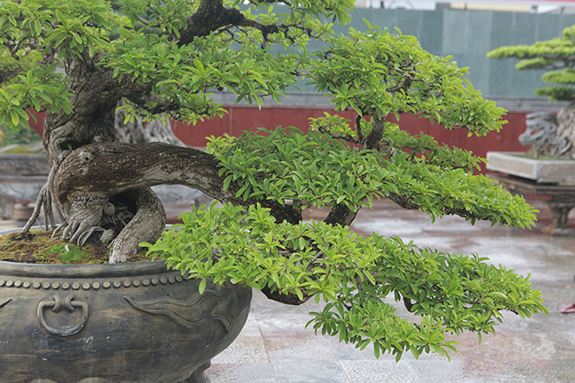 cay man rung 50 tuoi than nut nhu da ca sau gia hon 1 ty hinh anh 3