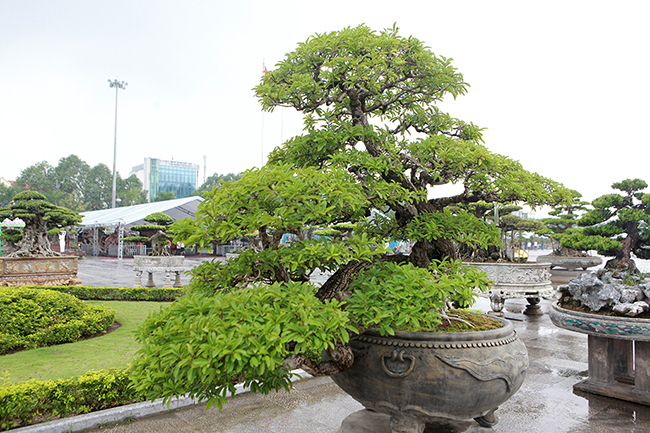 cay man rung 50 tuoi than nut nhu da ca sau gia hon 1 ty hinh anh 5