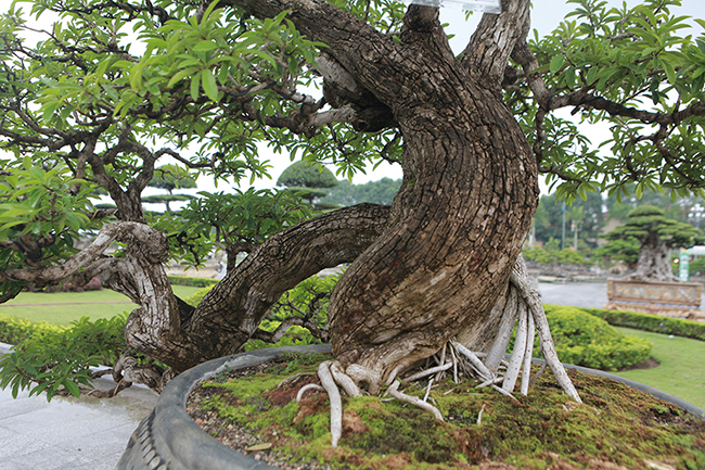 cay man rung 50 tuoi than nut nhu da ca sau gia hon 1 ty hinh anh 6