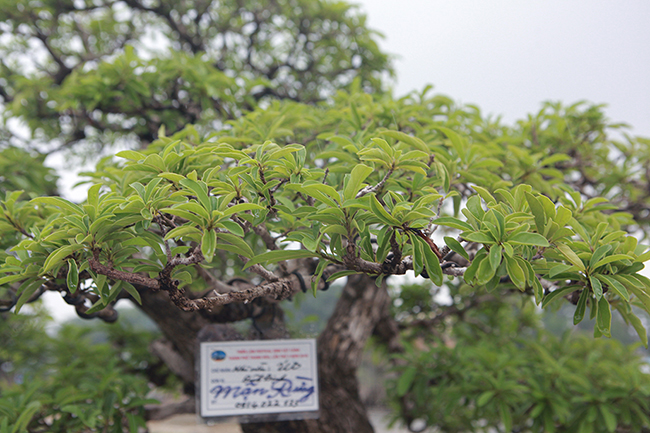 cay man rung 50 tuoi than nut nhu da ca sau gia hon 1 ty hinh anh 9