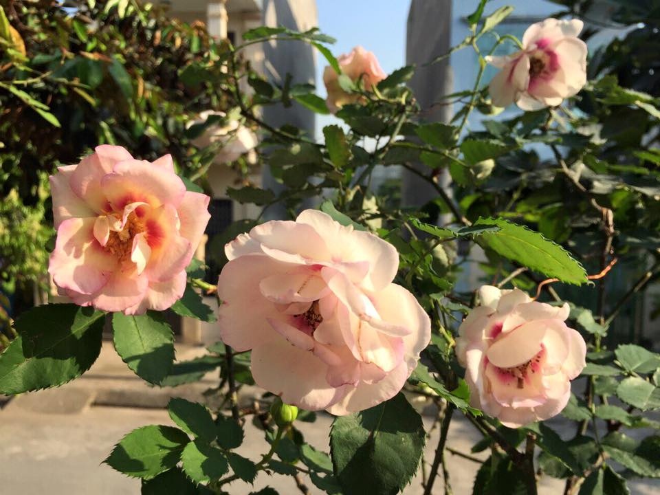 lim tim truoc thien duong thom ngat hoa hong, tram hoa dua sac hinh anh 11