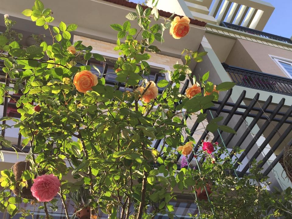 lim tim truoc thien duong thom ngat hoa hong, tram hoa dua sac hinh anh 8