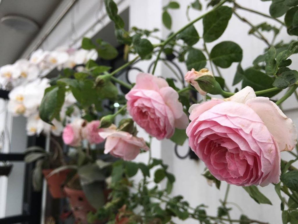 lim tim truoc thien duong thom ngat hoa hong, tram hoa dua sac hinh anh 2