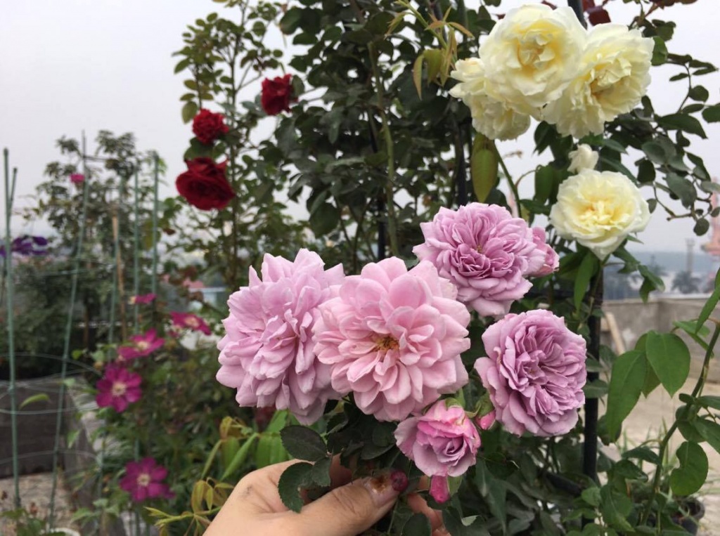 lim tim truoc thien duong thom ngat hoa hong, tram hoa dua sac hinh anh 4