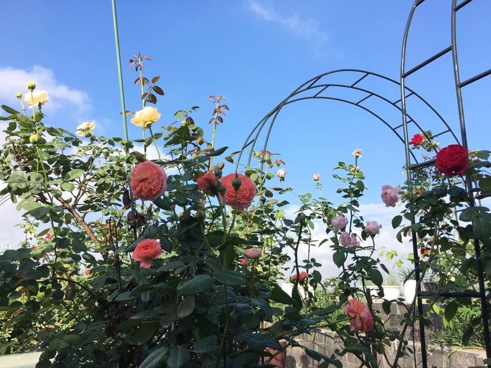 lim tim truoc thien duong thom ngat hoa hong, tram hoa dua sac hinh anh 10