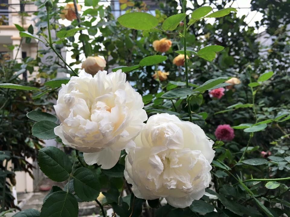 lim tim truoc thien duong thom ngat hoa hong, tram hoa dua sac hinh anh 12