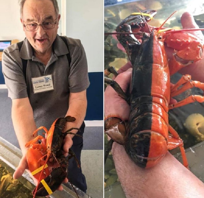 6 con tom hum co mau sac cuc di, co loai 100 trieu con moi co 1 hinh anh 6