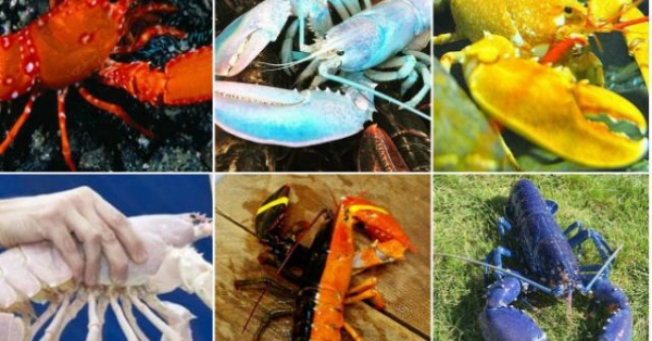 6 con tôm hùm có màu sắc cực dị, có loại 100 triệu con mới có 1