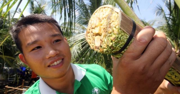 Nghề cực lạ Việt Nam: Massage hoa dừa để kích thích chảy... mật