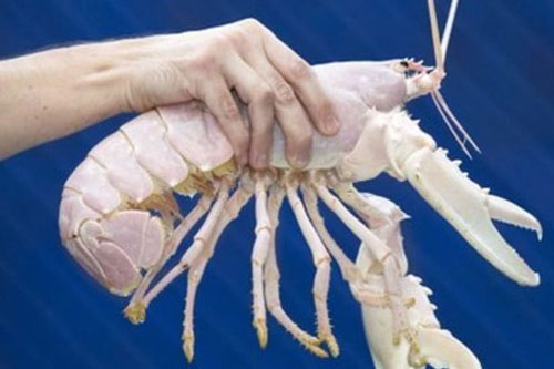 6 con tom hum co mau sac cuc di, co loai 100 trieu con moi co 1 hinh anh 10