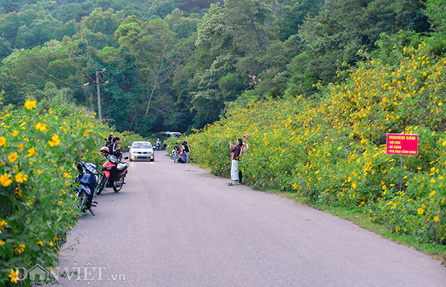 rung hoa da quy dep me hon thu hut ngan nguoi check in o ha noi hinh anh 1