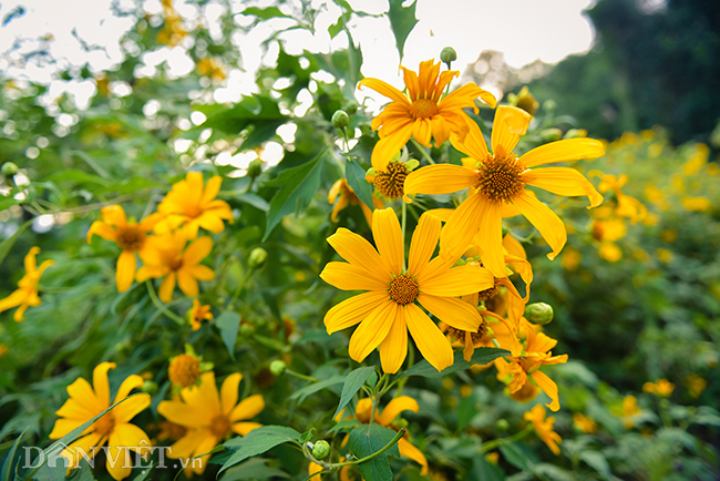 rung hoa da quy dep me hon thu hut ngan nguoi check in o ha noi hinh anh 3