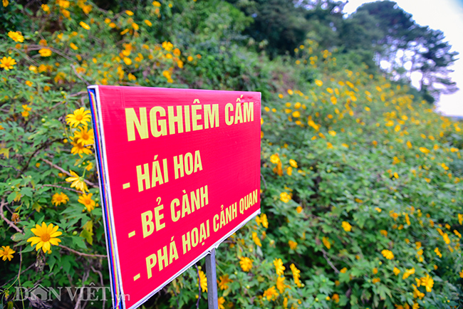 rung hoa da quy dep me hon thu hut ngan nguoi check in o ha noi hinh anh 7