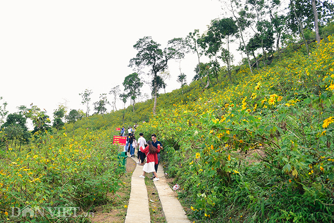 rung hoa da quy dep me hon thu hut ngan nguoi check in o ha noi hinh anh 8