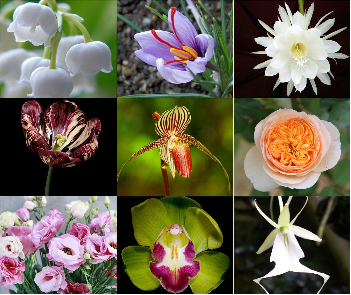 Top 20 loài hoa đẹp nhất thế giới, 1 loài mọc đầy ở Việt Nam