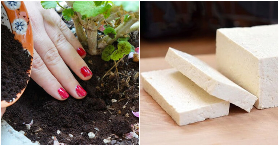 bop dau phu vui xuong dat, 1 tuan sau cay lon vu vu nhu tiem thuoc hinh anh 2