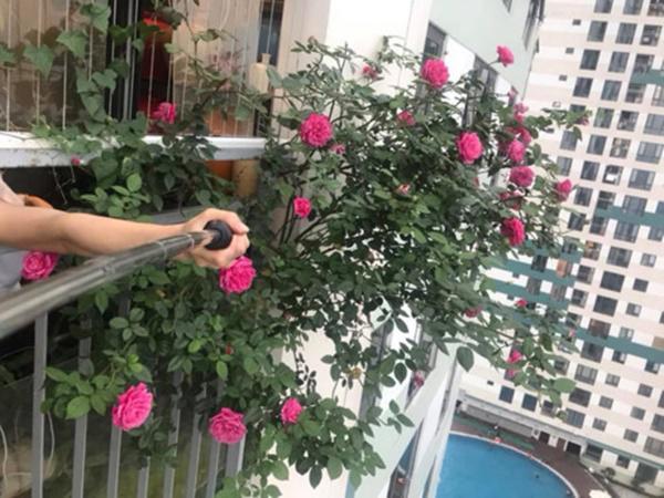 bop dau phu vui xuong dat, 1 tuan sau cay lon vu vu nhu tiem thuoc hinh anh 3