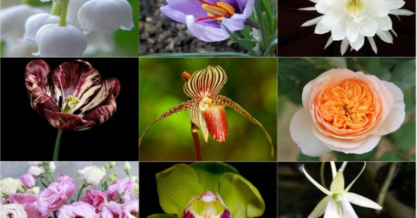 9 loài hoa đắt nhất hành tinh, có loại đến vàng 9999 cũng ...
