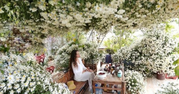 'Lịm tim' trước vườn cúc họa mi trên sân thượng của bà mẹ Hà thành