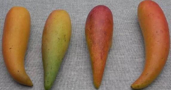 tan muc qua xoai nhin xa ngo trai ot, hat nho nhu que tam gay