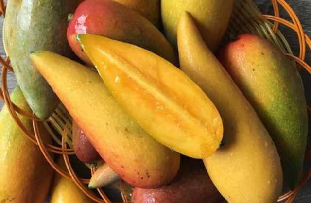 tan muc qua xoai nhin xa ngo trai ot, hat nho nhu que tam gay