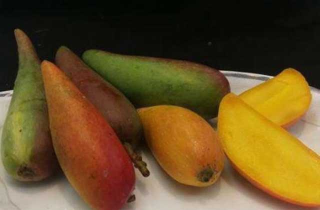 tan muc qua xoai nhin xa ngo trai ot, hat nho nhu que tam gay