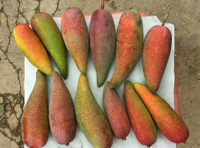 tan muc qua xoai nhin xa ngo trai ot, hat nho nhu que tam gay