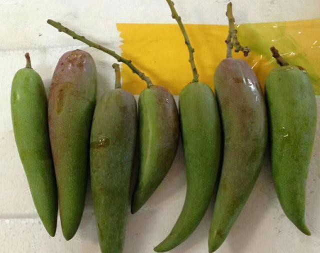 tan muc qua xoai nhin xa ngo trai ot, hat nho nhu que tam gay