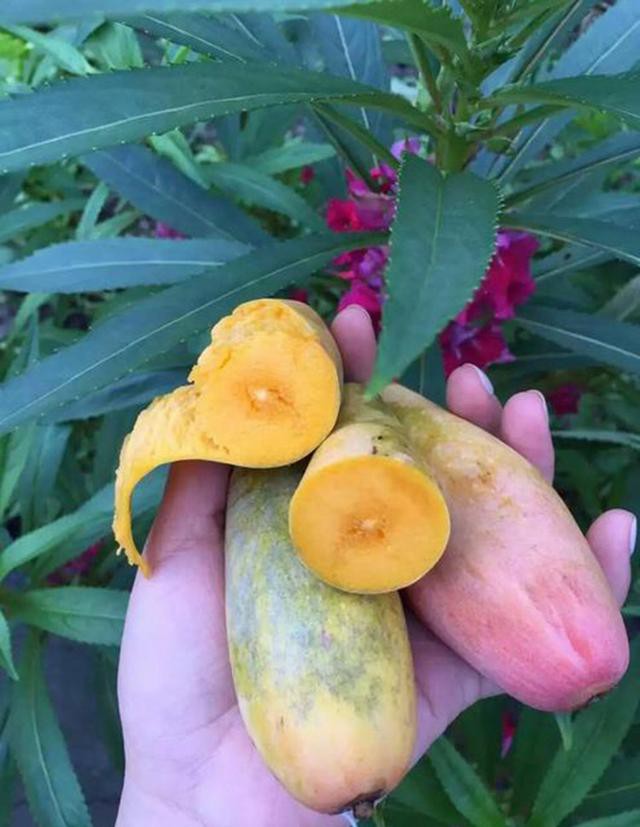 tan muc qua xoai nhin xa ngo trai ot, hat nho nhu que tam gay