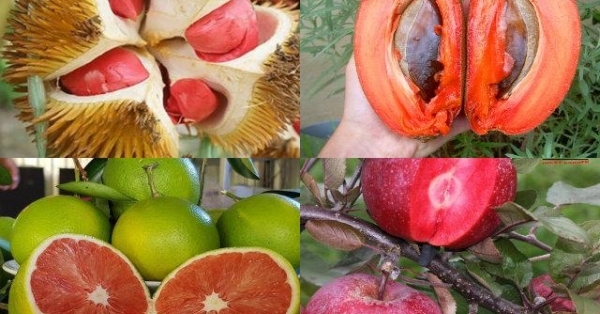 Cách chế biến và ăn quả gì có ruột đỏ và hạt đen?