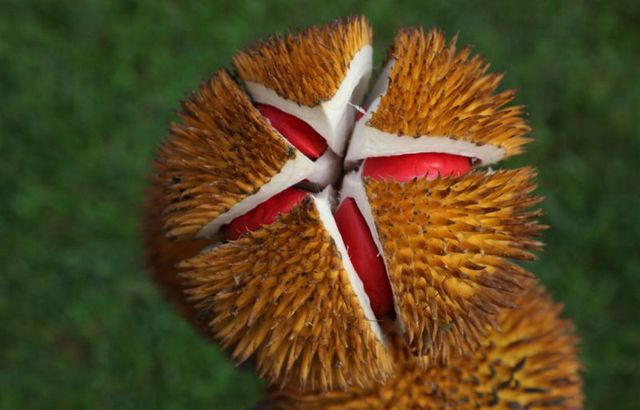 nhung loai qua ruot do khien chi em