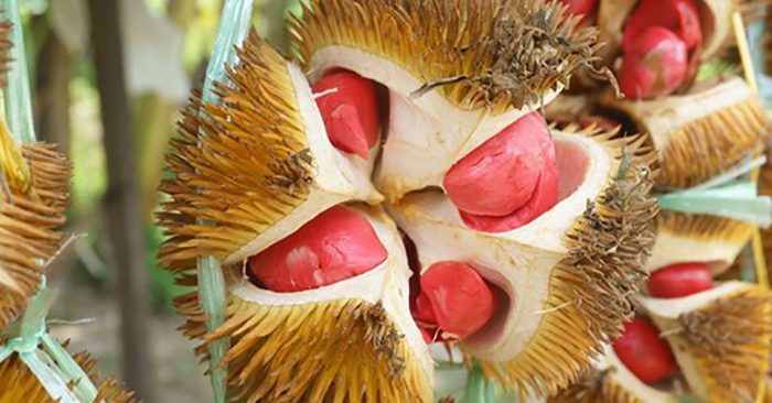 nhung loai qua ruot do khien chi em