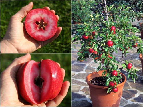 nhung loai qua ruot do khien chi em