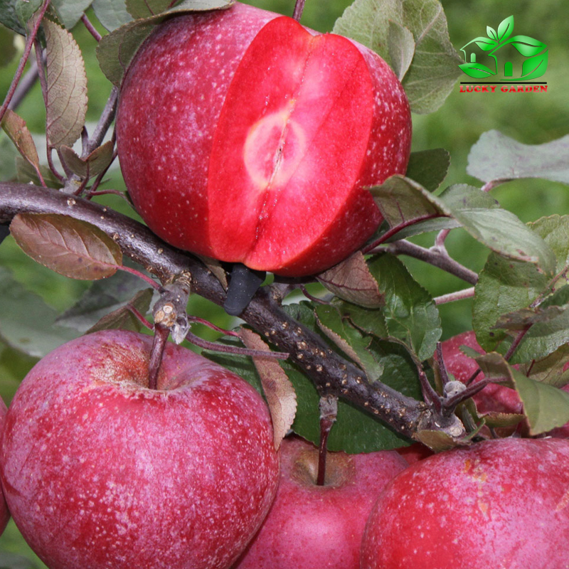 nhung loai qua ruot do khien chi em