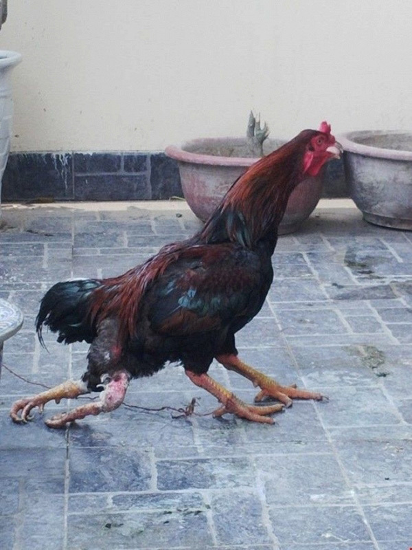 chim mat khi, ca an bang thia va nhung