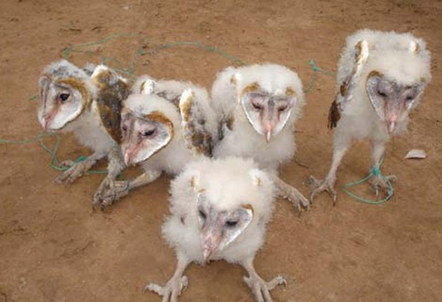 chim mat khi, ca an bang thia va nhung