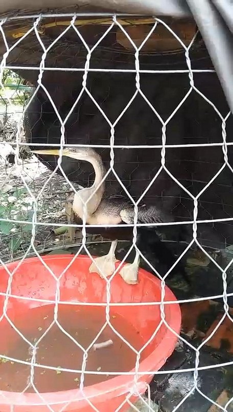 chim mat khi, ca an bang thia va nhung