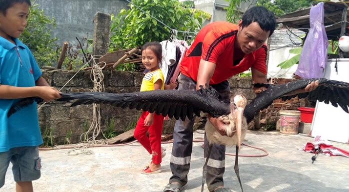 chim mat khi, ca an bang thia va nhung