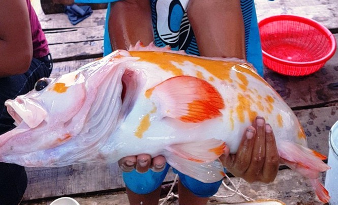 giat minh khi thay nhung