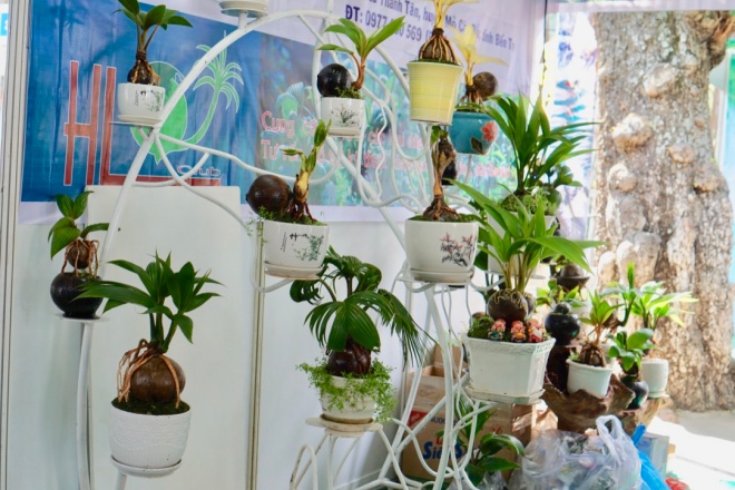 xuat hien dua bonsai dot bien 2 mau cuc la, hang doc choi tet hinh anh 3