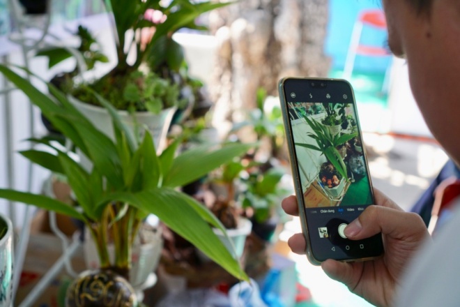 xuat hien dua bonsai dot bien 2 mau cuc la, hang doc choi tet hinh anh 9