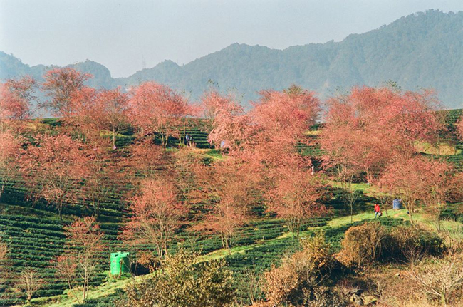 hoa mai anh dao khoe sac