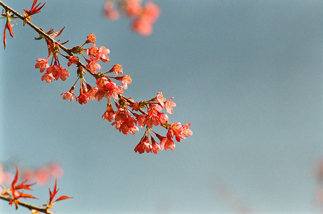 hoa mai anh dao khoe sac 