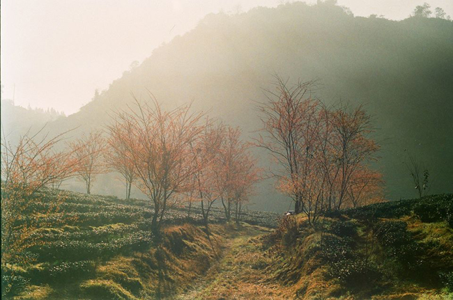 hoa mai anh dao khoe sac 