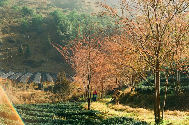 hoa mai anh dao khoe sac