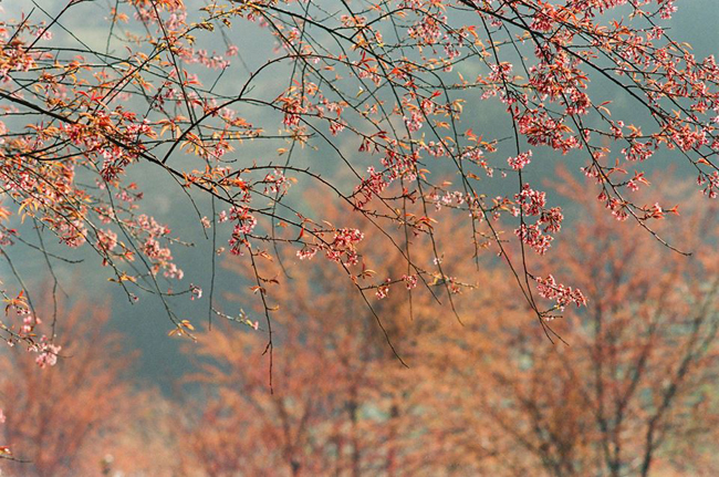 hoa mai anh dao khoe sac 