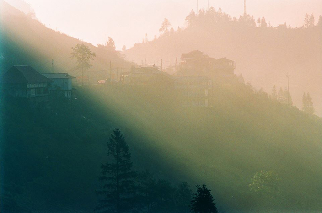 hoa mai anh dao khoe sac 