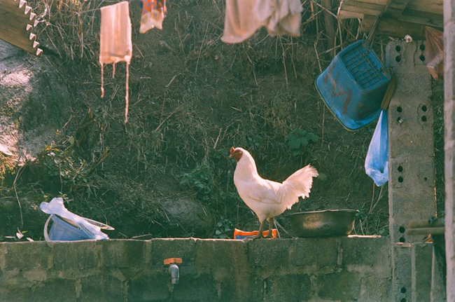 hoa mai anh dao khoe sac 