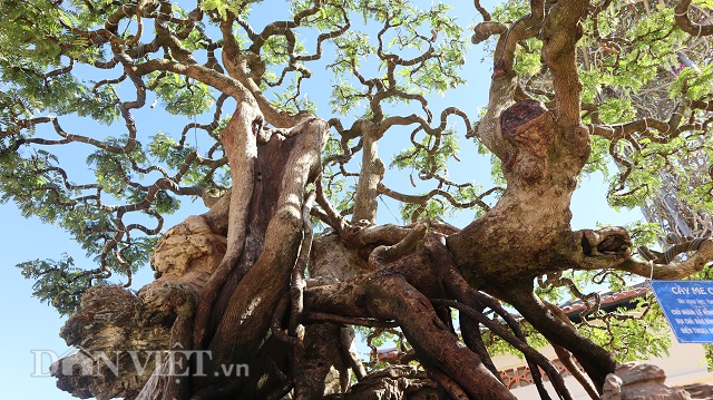 dong nai: cay me